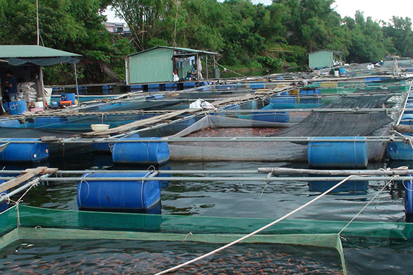Quảng Nam: Thực hiện các biện pháp phòng ngừa ô nhiễm môi trường nước và dịch bệnh trên tôm nuôi và cá nuôi lồng