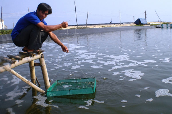 Quảng Ngãi: Tăng cường nuôi tôm các tháng cuối năm 2018 và phát triển nuôi biển