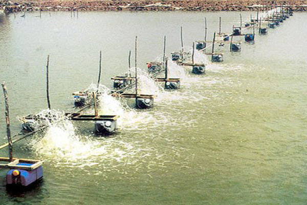 Chất lượng môi trường biển 4 tỉnh miền Trung ổn định, đảm bảo nuôi trồng thủy sản