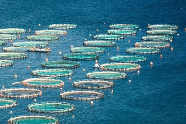 FAO hợp tác với các chuyên gia Trung Quốc để tăng cường nuôi trồng thủy sản toàn cầu