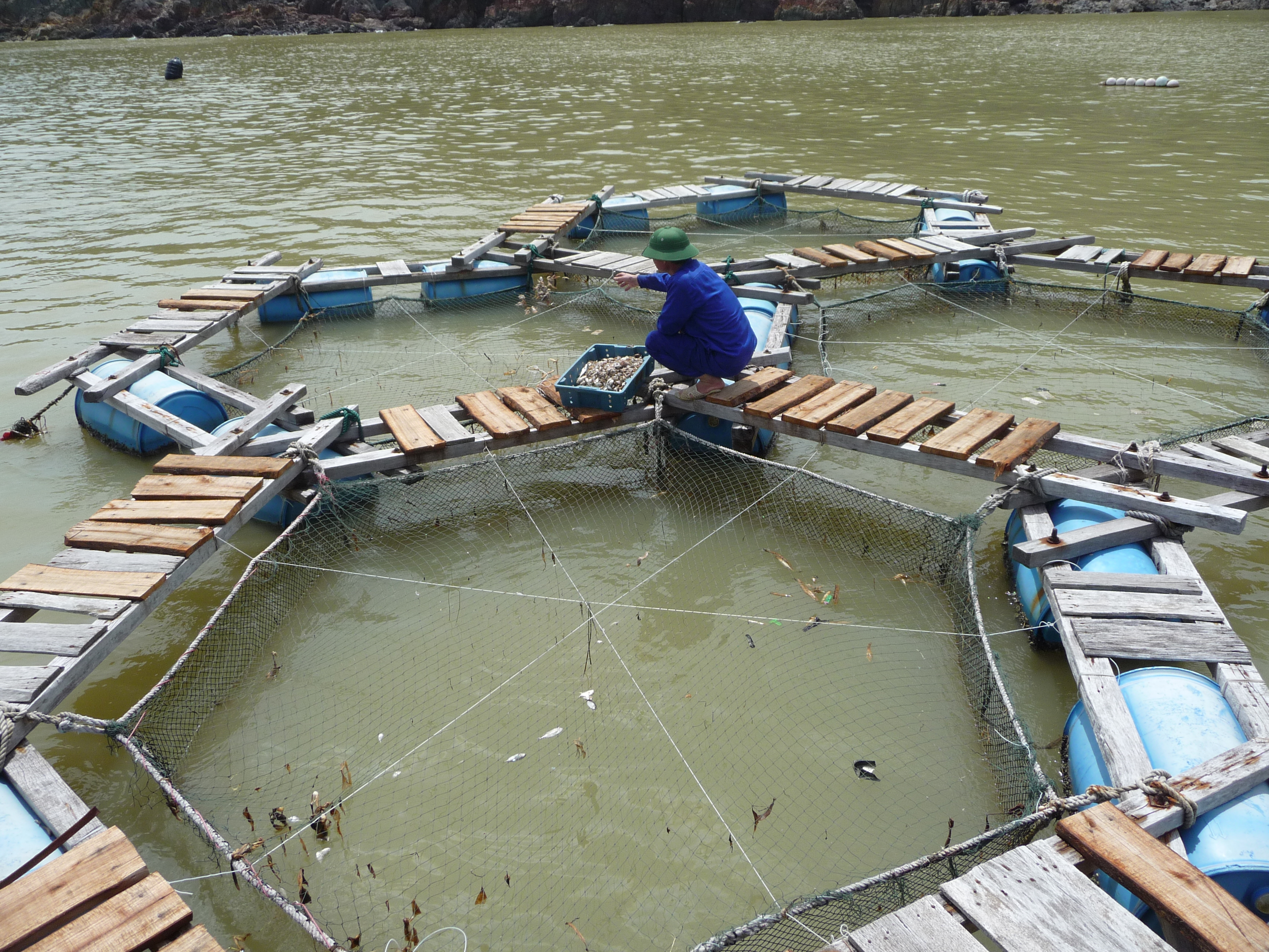 Vietnamese aquaculture sector in 2017
