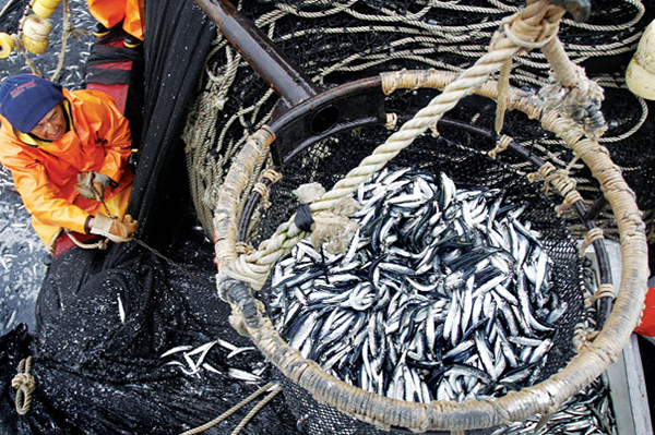 Peru ngừng đánh bắt cá cơm; Nhu cầu tiêu thụ bột cá của Trung Quốc giảm