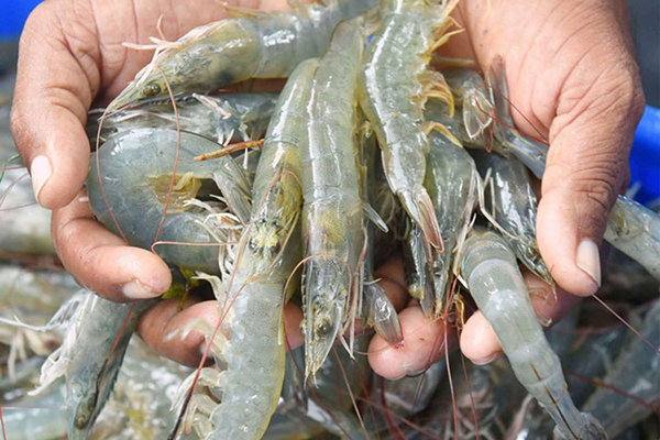 Phát triển nuôi tôm bền vững cho vùng Đồng bằng sông Cửu Long