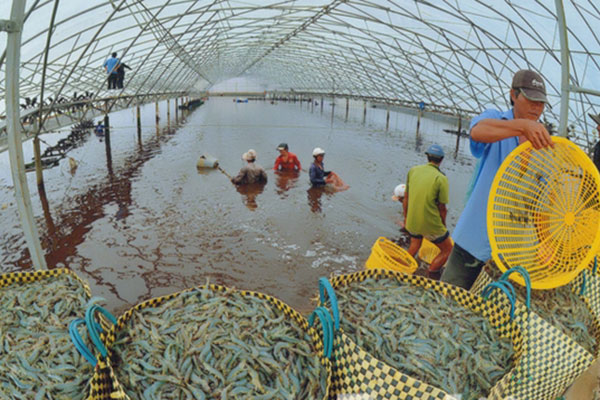 Phát triển bền vững ngành nông nghiệp tại Đồng bằng Sông Cửu Long