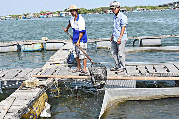 Bà Rịa - Vũng Tàu: Tăng cường công tác phòng chống dịch bệnh và cảnh báo môi trường trong nuôi trồng thủy sản