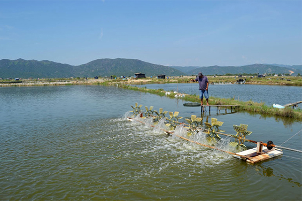 Phú Yên - Phát huy kết quả đạt được trong công tác phòng, chống dịch bệnh thủy sản 2022