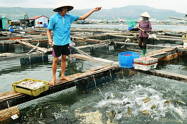 Phú Yên chủ động phòng, chống dịch bệnh thủy sản 2023