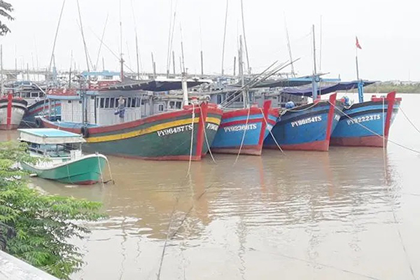 Phú Yên quyết tâm, quyết liệt chống khai thác IUU đối với cá ngừ đại dương