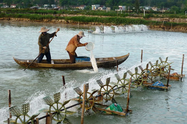 Kết quả quan trắc, giám sát về biến động môi trường vùng nuôi thủy sản nước ngọt trong tháng 5 tại Vĩnh Long, Đồng Tháp và An Giang