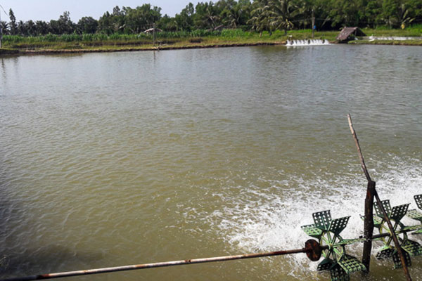 Kết quả quan trắc môi trường vùng nuôi tôm nước lợ phục vụ xuất khẩu tại một số tỉnh trọng điểm khu vực Đồng bằng sông Cửu Long (ĐBSCL) năm 2018