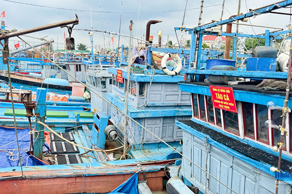Quảng Ngãi: Giám sát chặt chẽ hoạt động tàu cá và truy xuất nguồn gốc điện tử