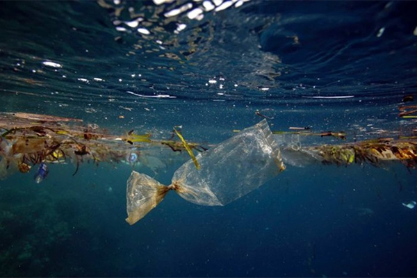 Vi nhựa gây ra mối đe dọa đối với nuôi trồng thủy sản