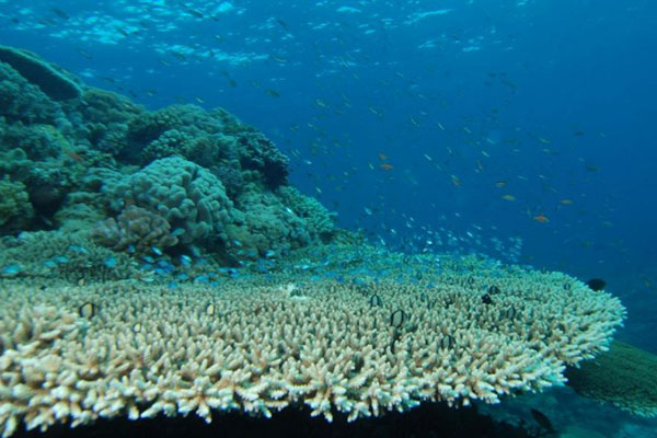 Thử nghiệm về rạn san hô cho thấy sự axit hóa từ carbon dioxide làm chậm tăng trưởng của san hô