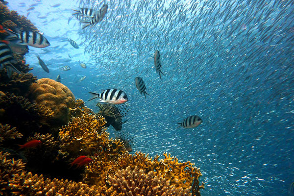 Các rạn san hô giúp bảo vệ cá biển Caribe dễ bị tổn thương trước biến đổi khí hậu