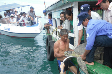 Hoi An: sea turtles preservation and restoration in Cham Islands