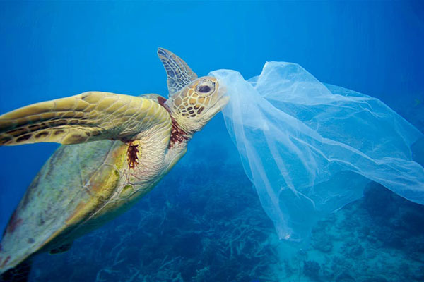 Vi hạt nhựa được tìm thấy trong tất cả các loài rùa biển