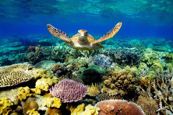Nỗ lực cứu rùa biển là một câu chuyện thành công toàn cầu về bảo tồn