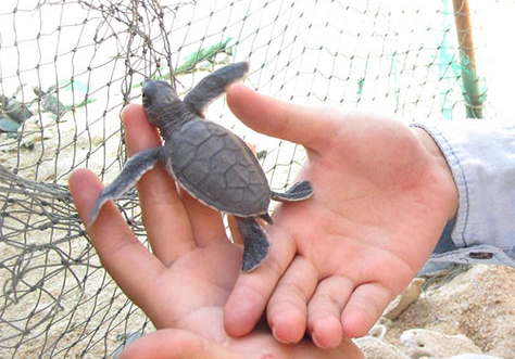 Bảo vệ rùa biển ở khu bảo tồn biển Hòn Cau