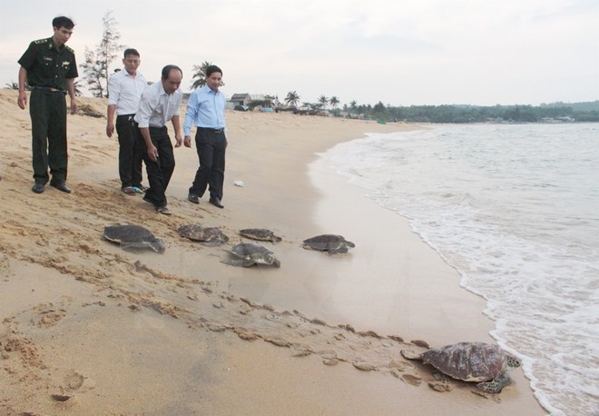 Quảng Ngãi: Thả 6 cá thể rùa biển quý hiếm về tự nhiên