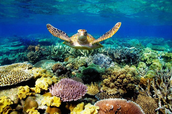Các loài động vật có vú và rùa biển được khôi phục nhờ Đạo luật về các loài có nguy cơ tuyệt chủng