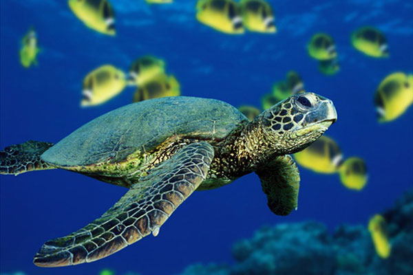 Các nhà khoa học sử dụng công nghệ mới khám phá về rùa biển xanh