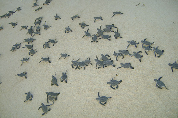 Con Dao National Park Is an Official Member of a Significant Marine Turtle Conservation Network in The Indian Ocean