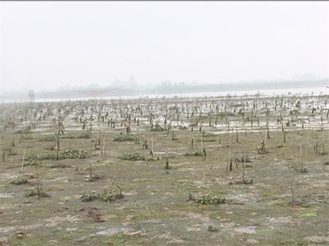 Indonesia: diện tích rừng ngập mặn giảm mạnh do nuôi tôm