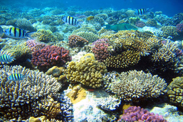 Việc giải mã DNA san hô có thể giúp cứu các rạn san hô khỏi tuyệt chủng
