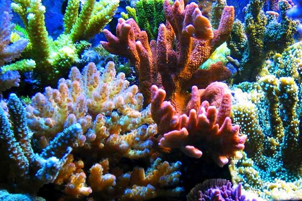 Các nhà nghiên cứu nghiên cứu vai trò quan trọng của các loài ăn thịt ở biển trong việc cung cấp chất dinh dưỡng cho sinh thái rạn san hô