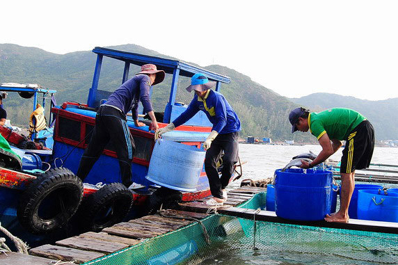 Sản lượng nuôi trồng thủy sản 11 tháng năm 2021 toàn tỉnh Bình Định ước đạt 12.175 tấn, tăng 7% so với cùng kỳ