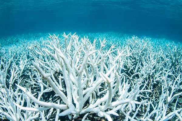 Sự phá hủy các rạn san hô có thể quét sạch các nước Thái Bình Dương