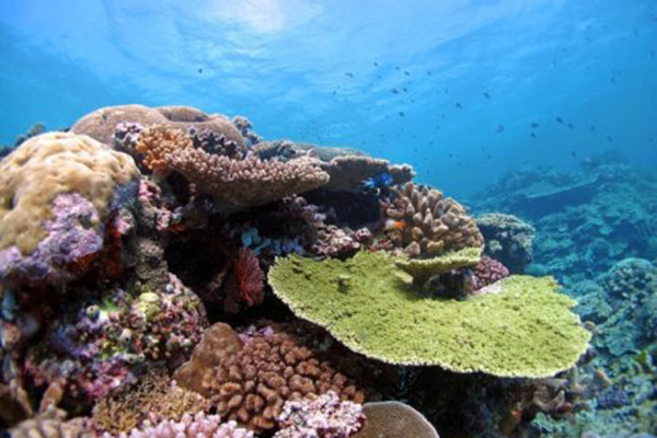Các phương pháp kiểm soát mới có thể giúp bảo vệ các rạn san hô khỏi các loài xâm lấn