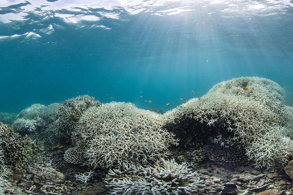 Các rạn san hô gần xích đạo ít bị ảnh hưởng bởi sự nóng lên của đại dương