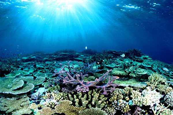 San hô có thể sống sót sau biến đổi khí hậu?