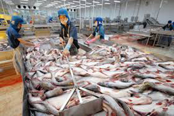 Quy định quản lý nuôi, chế biến và xuất khẩu sản phẩm cá Tra
