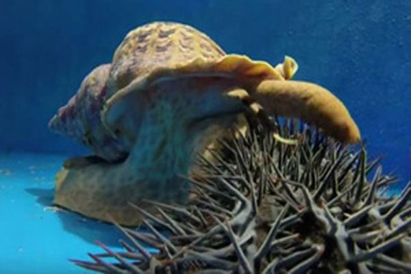 Kiểm soát sao biển gai bằng ốc tù và: biện pháp bảo vệ rạn san hô và phục hồi nguồn lợi ốc tù và