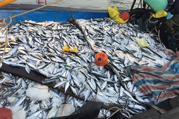 Vietnam: Total production of fisheries in the first 7 months increased  by 1,5%