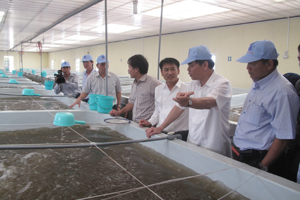 Bình Thuận: Sản lượng tôm giống đạt 12,61 tỷ con tôm post trong 7 tháng đầu năm 2016