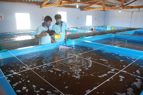 Sản xuất tôm giống – nền móng của ngành tôm hiện đại