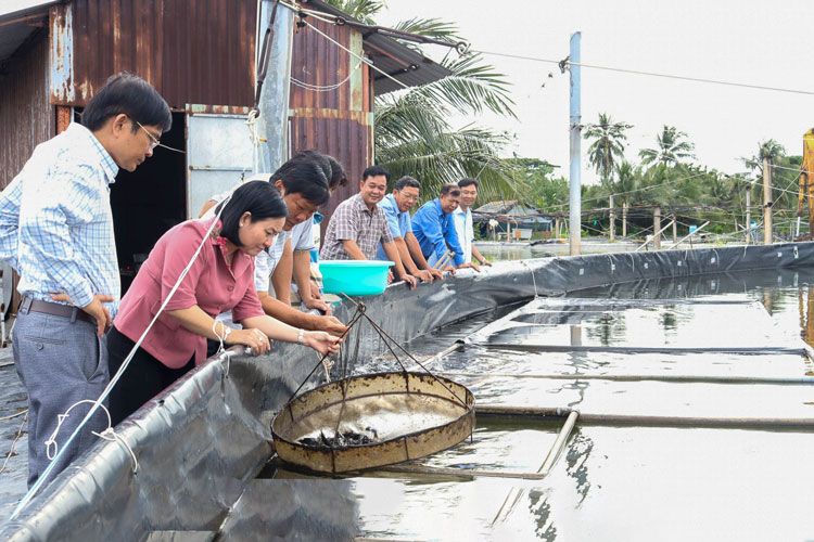 Sóc Trăng phát triển nuôi thủy sản tại huyện Long Phú