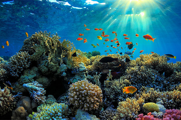 Độ mặn của nước biển giảm tàn phá san hô