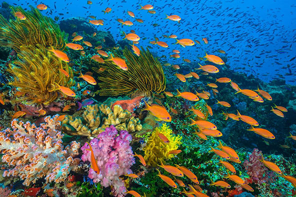 Sự đa dạng của cá liên quan đến sức khỏe rạn san hô Ca-ri-bê