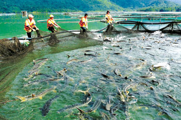 Xem xét việc sử dụng các loại tinh dầu trong nuôi trồng thủy sản
