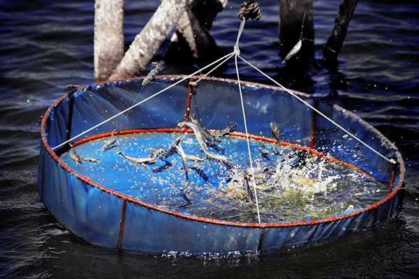 Sustainable direction for high-tech shrimp farming industry