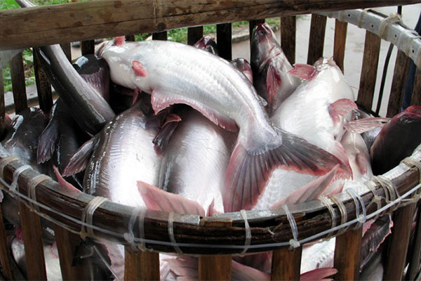 Đánh giá về ngành sản xuất cá tra Trung Quốc