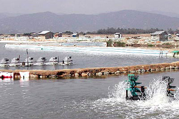 Báo cáo về các tác động đến ngành nuôi trồng thủy sản