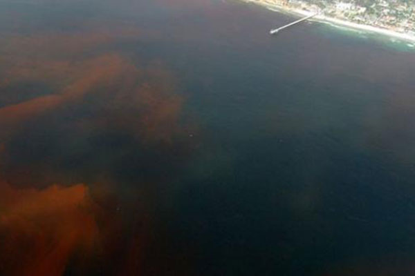 Bờ biển Nam California nổi lên như một điểm nóng tảo độc hại
