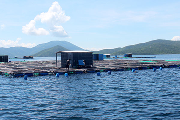 Khánh Hòa: Cảnh báo tảo độc trên vịnh Vân Phong