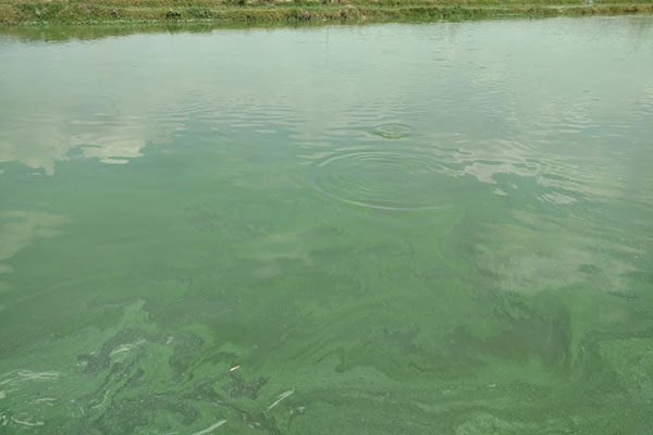 Loại bỏ vi khuẩn lam và các độc tố liên quan trong các ao nuôi trồng thủy sản
