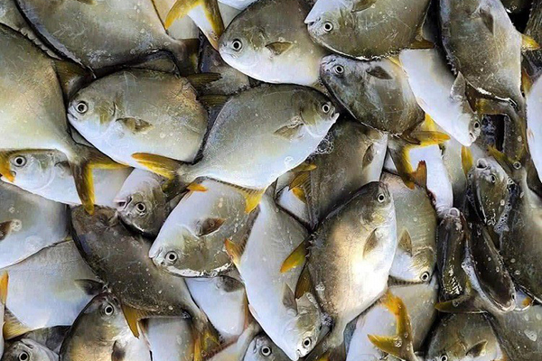 Thị trường cá chim biển trên thế giới – Phần 2, hết